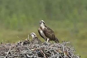 Protection Prints: Osprey - Female on Nest with Chicks Pandion haliaetus Finland BI014909