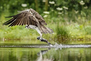 Bird Of Prey Gallery: Osprey - fishing on lake - Scotland, United Kingdom