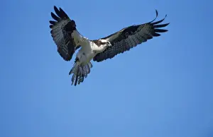 Ospreys Prints: Osprey - in flight