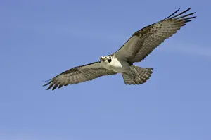 Osprey - in flight BI001325