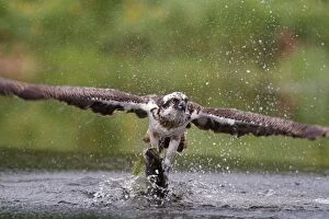 Images Dated 17th June 2012: Osprey - in flight catching a trout - seen here