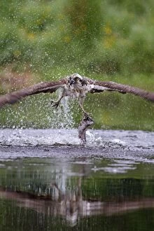 Osprey - in flight catching a trout - seen here