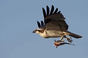 Osprey - in flight with fish prey