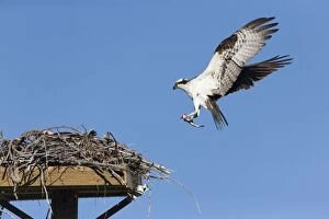 Osprey - in flight with fish prey in talons approaching
