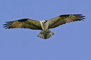 Osprey - in flight, soaring