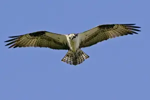 Hunt Prints: Osprey - in flight, soaring. _A2A4664