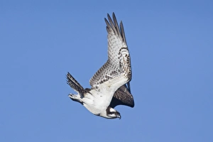 Images Dated 4th November 2007: Osprey. Hamden, CT, October, USA