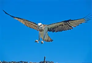 Ospreys Prints: Osprey, KI, SA