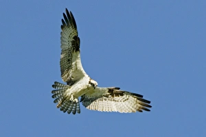 Images Dated 21st September 2006: Osprey (Pandion halaetus)