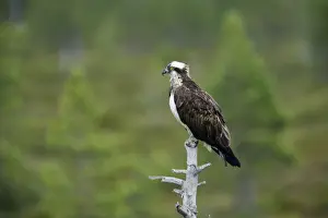 Osprey Pandion haliaetus Finland BI014866