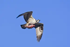 Ospreys Prints: Osprey, Pandion haliaetus in flight with fish during fall migration