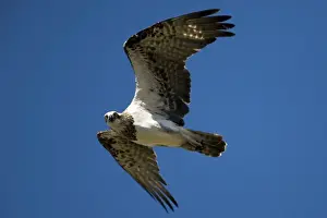 Ospreys Prints: Osprey Found virtually worldwide Ospreys are common around northern Australian coasts becoming less common in the south