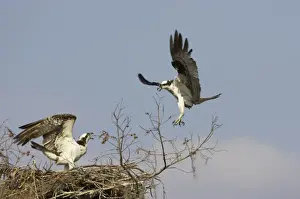 Ospreys Prints: Ospreys - fighting over nest site Cypress Lake, florida, USA BI001340