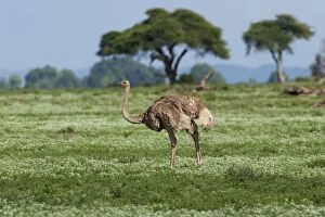 Images Dated 11th December 2010: Ostrich
