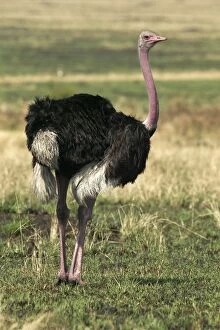 Images Dated 20th August 2003: Ostrich