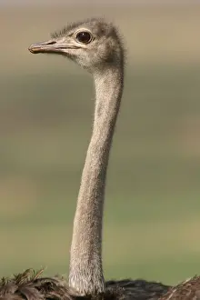 Ostrich