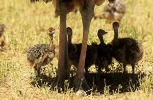 Images Dated 7th September 2006: Ostrich - adult legs & four chicks sheltering in the adults shade