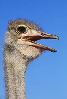 Ostrich - close up of head & neck