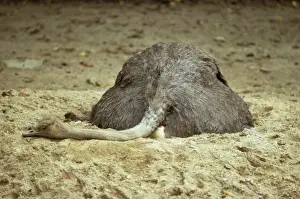 Ostrich - on eggs