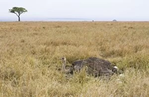 Ostrich - female at nest