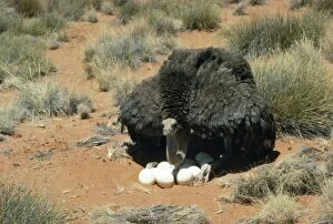 Ostrich - female on nest with eggs