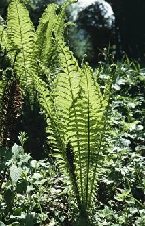 Images Dated 6th May 2005: Ostrich Fern