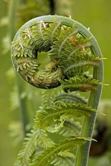 Images Dated 11th May 2011: Ostrich fern or shuttlecock fern - Fiddlehead - edible - Widely distributed in the Northern