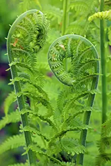 Edible Prints: Ostrich fern or shuttlecock fern - Fiddlehead - edible - Widely distributed in the Northern Hemisphere - Europe - Asia