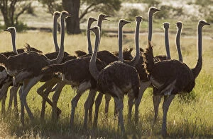 Ostrich - group of females - during the rainy season