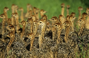 Images Dated 29th August 2006: Ostrich - group of juveniles
