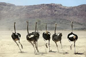 Ostrich - group running