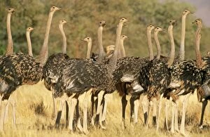 Brood Gallery: OSTRICH - group of young females, probably of