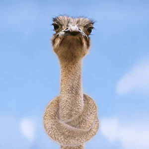 Ostrich - head & neck tied in a knot Ostrich