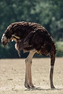 Images Dated 25th February 2009: Ostrich - with head in sand
