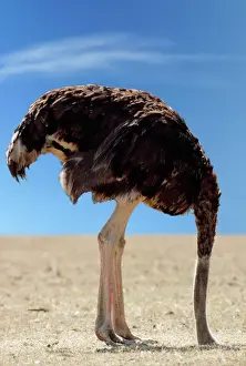 Funny Prints: Ostrich - with head in sand Digital Manipulation: changed background to blue sky