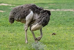 Ostrich - hen cleaning leg with beak