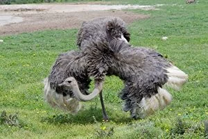 Ostrich - hen spreading wings in presence of male. Worlds largest bird