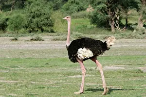East Africa Prints: Ostrich. Lake Nakuru - Kenya - Africa