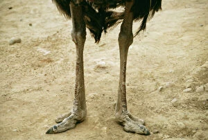 Ostrich - Legs & feet