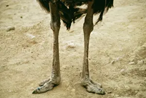 Ostrich Legs & feet