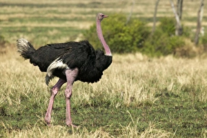 Images Dated 20th August 2003: Ostrich Maasai Mara, Africa