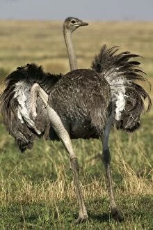 Images Dated 20th August 2003: Ostrich Maasai Mara, Africa