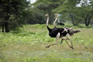 Ostrich - male & female running Ndutu Range, Serengeti