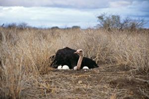 Images Dated 8th November 2010: Ostrich - male at nest