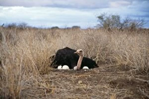 Father And Young Gallery: OSTRICH - male on nest with eggs