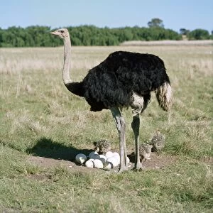 Ostrich - male at nest with eggs & chicks