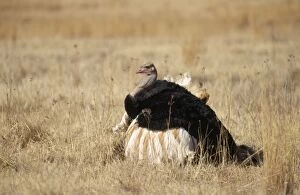 Images Dated 24th November 2006: Ostrich - mating