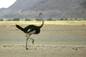 Images Dated 4th January 2004: Ostrich. Namibia