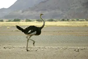 Ostrich. Namibia
