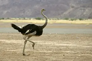 Ostrich. Namibia